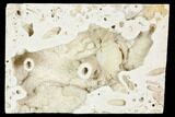 Fossil Crab (Potamon) Preserved in Travertine - Turkey #121388-1